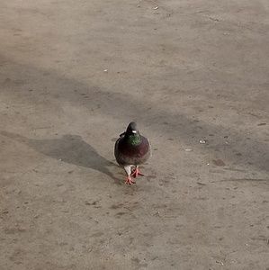 Meet your Posher, Jacob